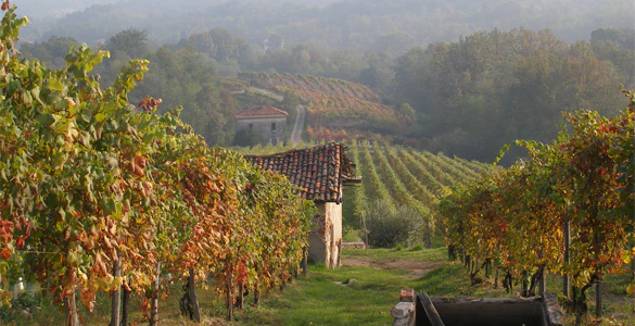 Le Piane winery